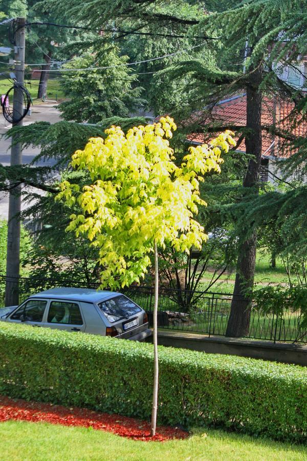 Apartmani15 Arandjelovac Kültér fotó